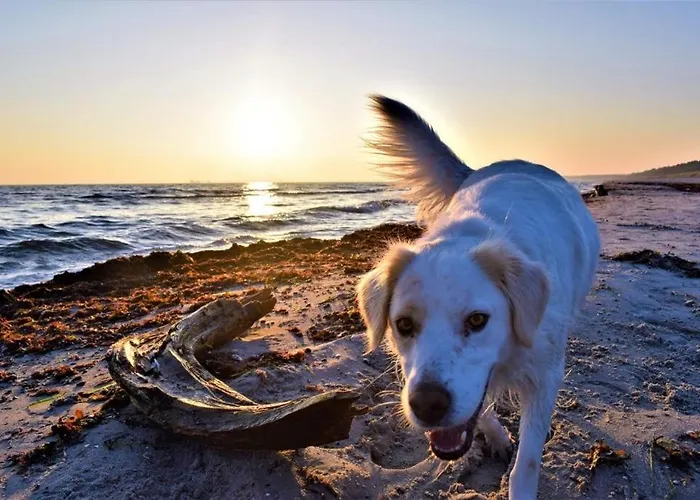Lägenhet Haus Am Breege